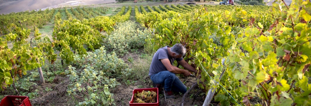 Valdibella: Agricoltura Che Unisce, Nutre e Cambia il Futuro.