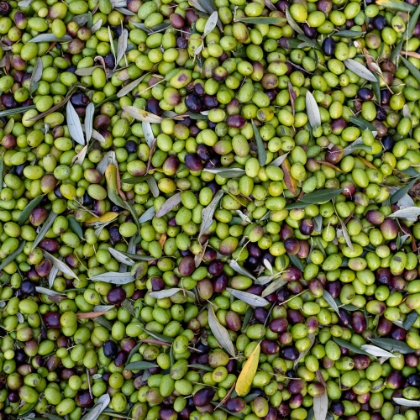 Immagine per la categoria Olio, passate e condimenti