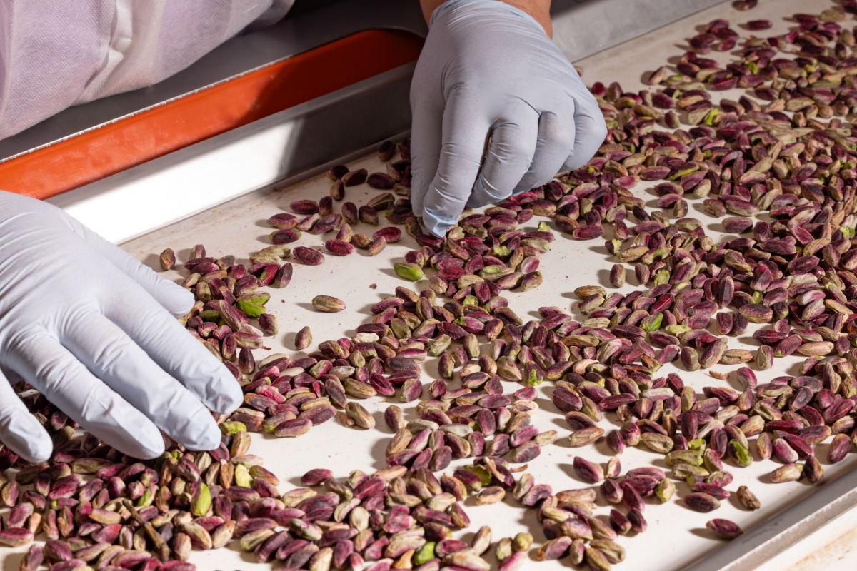La raccolta del pistacchio a Bronte