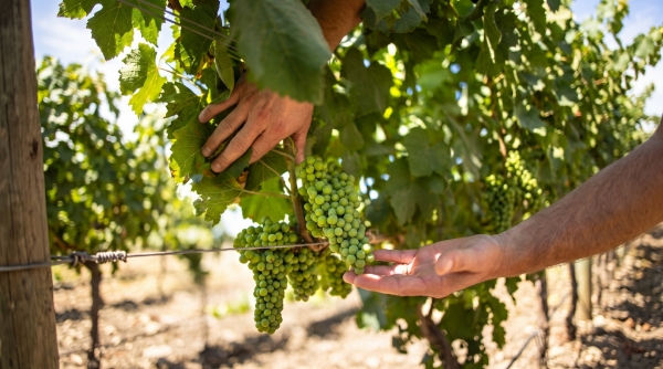Cantine sociali italiane: storie di vino, territori e cooperazione